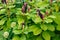 Pokeweed Phytolacca acinosa with purple berries and green foliage in a garden