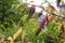 Pokeweed Phytolacca americana  berries ripening in San Pellegrino Italy