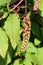 Pokeweed or Phytolacca americana poisonous herbaceous perennial plant with small fresh light green berries on purple stem