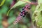 Pokeweed or Phytolacca americana poisonous herbaceous perennial plant with small and fully ripe black berries on purple stem