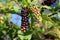 Pokeweed or Phytolacca americana poisonous perennial plant with fully ripe black berries and fresh green berries on purple stems