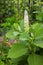 Pokeweed (phytolacca) in June, when flowering