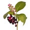 Pokeweed with ripe berries and leaves