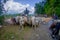 POKHARA, NEPAL, SEPTEMBER 04, 2017: Shepherds take care of flocks of goats, going along the street of small town in