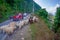 POKHARA, NEPAL, SEPTEMBER 04, 2017: Shepherds take care of flocks of goats, going along the street with some cars parked