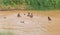 Pokomo youngsters bathing in the Tana river, Kenya