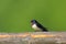 Poland, Biebrzanski National Park â€“ closeup of a Barn swallow bird â€“ latin: Hirundo rustica