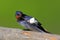 Poland, Biebrzanski National Park â€“ closeup of a Barn swallow bird â€“ latin: Hirundo rustica