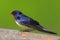 Poland, Biebrzanski National Park â€“ closeup of a Barn swallow bird â€“ latin: Hirundo rustica