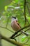 Poland, Biebrzanski National Park â€“ closeup of a European Penduline Tit bird â€“ latin: Remiz pendulinus