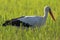 Poland, Biebrzanski National Park â€“ closeup of a White Stork bird in a nest â€“ latin: Ciconia ciconia