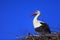 Poland, Biebrzanski National Park â€“ closeup of a White Stork bird in a nest â€“ latin: Ciconia ciconia