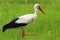 Poland, Biebrzanski National Park â€“ closeup of a White Stork bird in a nest â€“ latin: Ciconia ciconia