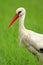 Poland, Biebrzanski National Park â€“ closeup of a White Stork bird in a nest â€“ latin: Ciconia ciconia