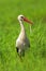 Poland, Biebrzanski National Park Ã¢â‚¬â€œ closeup of a White Stork bird in a nest Ã¢â‚¬â€œ latin: Ciconia ciconia