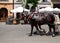 Poland krakow horse carriage