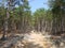 Poland, SÅ‚owiÅ„ski National Park - a pine forest.