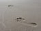 Poland, Wolin island - footprints in the sand.