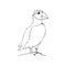 Polar arctic bird - puffin. Hand drawing sketch. Black outline on white background. Vector illustration