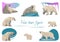 Polar Arctic white bears and cubs walking, standing, sitting, lying down, growling