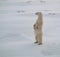 Polar bear