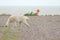 Polar Bear on the airfield