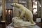 Polar bear in Arctic and Antarctic museum in Saint Petersburg