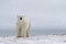Polar bear in Arviat, Canada