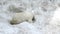Polar Bear Baby digs a hole in the snow