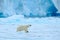 Polar bear with blue iceberg. Beautiful witer scene with ice and snow. Polar bear on drift ice with snow, white animal in the