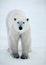 Polar bear in Canadian Arctic