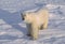 Polar bear in Canadian Arctic