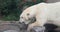 Polar bear in captivity foam at mouth close 4K