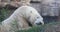Polar Bear in captivity scratch head 4K