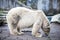 Polar bear close-up at the zoo. A large male polar bear walking in the zoo aviary.