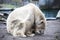 Polar bear close-up at the zoo. A large male polar bear walking in the zoo aviary.