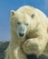 Polar bear closeup