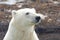 Polar Bear closeup portrait 2