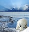 Polar bear on the coast