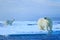 Polar bear couple cuddling on drift ice in Arctic Svalbard