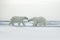 Polar bear couple cuddling on drift ice in Arctic Svalbard