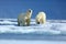 Polar bear couple cuddling on drift ice in Arctic Svalbard. Bear with snow and white ice on the sea. Cold winter scene with danger