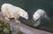 Polar bear couple in Ranua Zoo