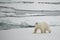 Polar bear crossing ice floe in Arctic