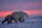 Polar bear and cub in Arctic sunset