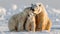 Polar bear with cub kiss.