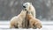Polar bear with cub kiss
