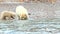 Polar bear with cub on the ocean shore of Spitsbergen. Dangerous animals in the badlands of Northern Europe. Natural