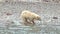 Polar bear with cub on the ocean shore of Spitsbergen. Dangerous animals in the badlands of Northern Europe. Natural