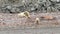 Polar bear with cub on the ocean shore of Spitsbergen. Dangerous animals in the badlands of Northern Europe. Natural